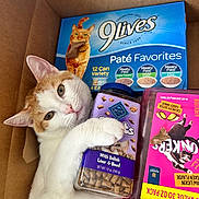 Tobi is registered to the contest to win money with this photo: animal, box, cardboard_box, cat, cat_food, cat_treats, close_up, container, cute, domestic_cat, feline, food_packaging, indoor, looking_at_camera, orange_and_white_cat, package, paw, pet, pet_supplies, relaxed