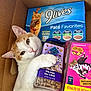 animal, box, cardboard_box, cat, cat_food, cat_treats, close_up, container, cute, domestic_cat, feline, food_packaging, indoor, looking_at_camera, orange_and_white_cat, package, paw, pet, pet_supplies, relaxed