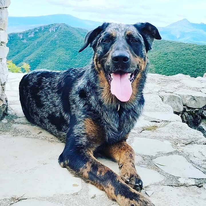 Oslo a rejoint le concours — aidez-le/la à gagner de superbes lots ! canidae, carnivore, cloud, collar, companion_dog, dog, dog_breed, guard_dog, hunting_dog, landscape, mountain, plant, sky, smile, snout, sporting_group, terrestrial_animal, working_animal, working_dog