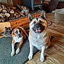 Greyson joined the competition — help win amazing prizes! boots, carpet, companion, cozy, curious, dog, domestic, firewood, floor, furniture, house, indoor, lying_dog, pet, relaxed, sitting_dog, smiling_dog, window, wood_stove, wooden_floor