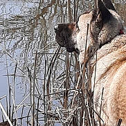 Greyson is registered to the contest to win money with this photo: animal, beige, brown, canine, collar, daytime, dog, fur, grass, looking, nature, outdoor, peaceful, pond, quiet, reeds, reflection, side_view, water, wildlife