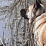 animal, beige, brown, canine, collar, daytime, dog, fur, grass, looking, nature, outdoor, peaceful, pond, quiet, reeds, reflection, side_view, water, wildlife