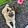 Greyson
