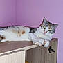 cat, feline, animal, pet, indoor, wooden_cabinet, purple_wall, relaxed, lying_down, paws, fur, striped, white, tabby, domestic_cat, eyes, whiskers, ears, home, furniture