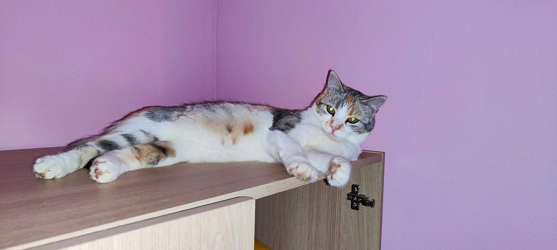 Alaska a rejoint le concours — aidez-le/la à gagner de superbes lots ! cat, feline, animal, pet, indoor, wooden_cabinet, purple_wall, relaxed, lying_down, paws, fur, striped, white, tabby, domestic_cat, eyes, whiskers, ears, home, furniture