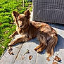 dog, brown_dog, outdoor, patio, grass, leaves, sunlight, wicker_chair, relaxed, canine, animal, fur, nature, sunny, daytime, laying_down, pets, domestic_animal, quiet, calm