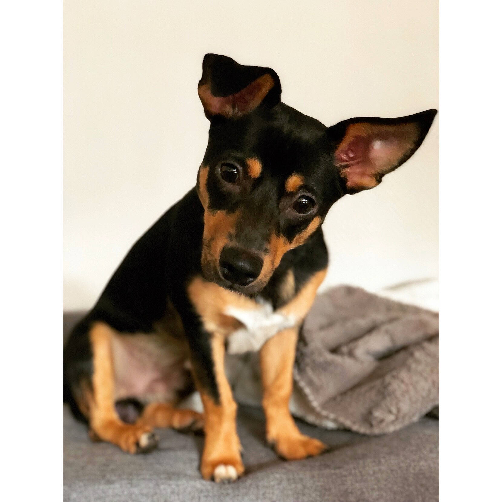 élio participe au concours pour gagner de l'argent avec cette photo : black_and_tan_terrier, canidae, carnivore, companion_dog, dobermann, dog, dog_breed, english_toy_terrier, german_pinscher, mammal, manchester_terrier, miniature_pinscher, pinscher, prazsky_krysarik, puppy, snout, teddy_roosevelt_terrier, toy_dog, toy_manchester_terrier, vertebrate