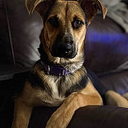 Peanut joined the competition — help win amazing prizes! alert, animal, black_fur, brown_fur, canine, collar, companion, dog, domestic_animal, ears, fur, household, indoor, leather_couch, looking_at_camera, paw, pet, portrait, relaxed, seated