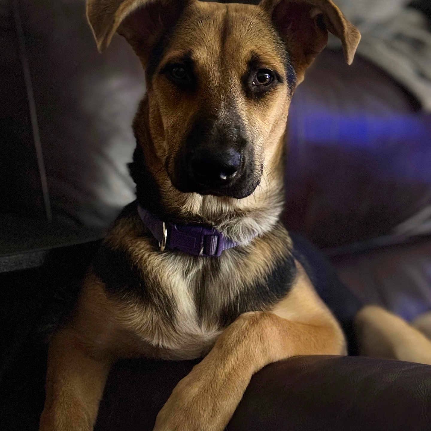 Peanut