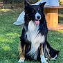 Oen participe au concours pour gagner de l'argent avec cette photo : dog, border_collie, grass, tree_trunk, outdoor, animal, pet, tongue_out, sitting, sunlight, wooden_table, nature, greenery, fur, black_and_white, brown_tint, happy, animal_portrait, daylight, canine