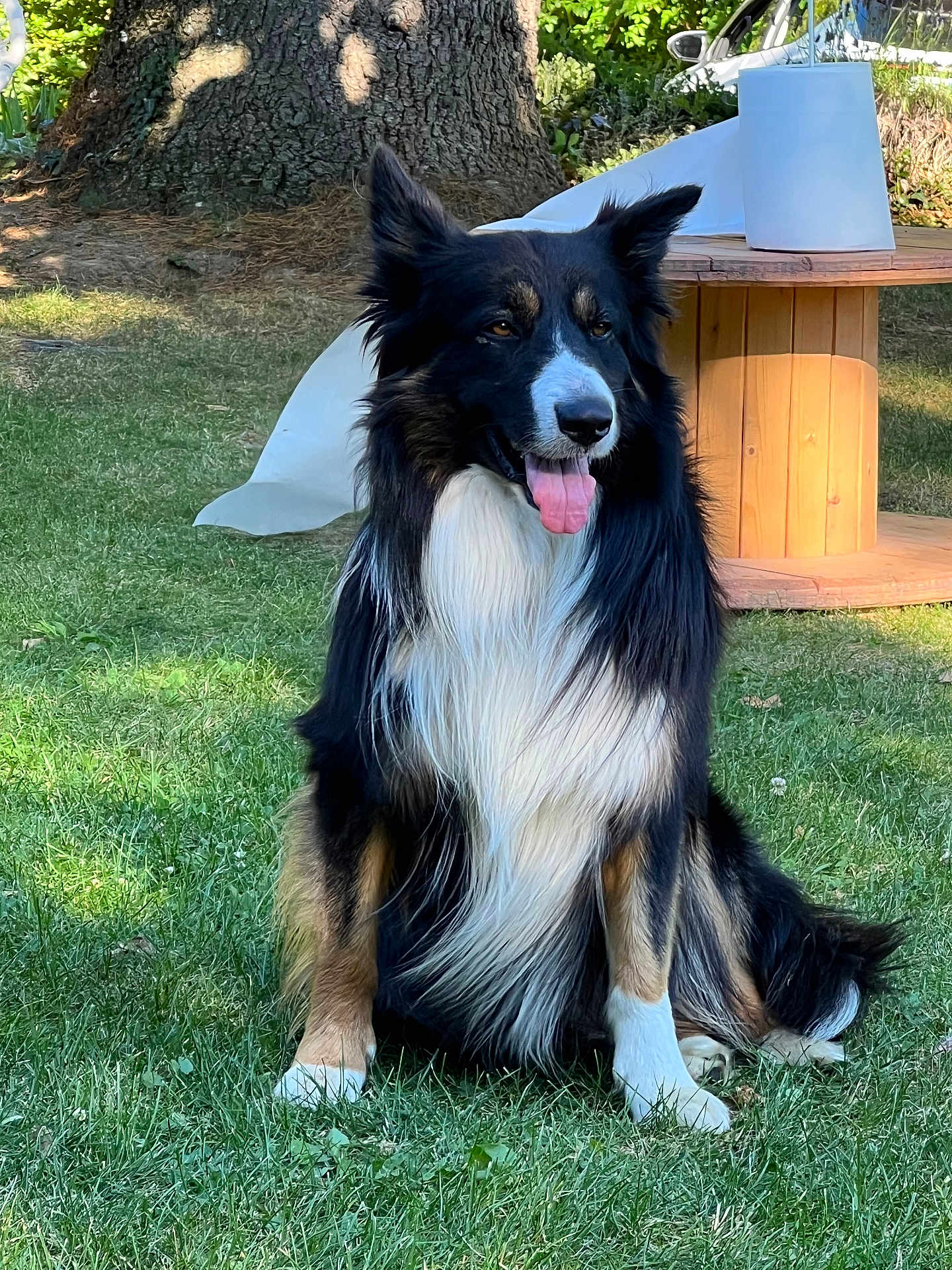 Oen participe au concours pour gagner de l'argent avec cette photo : dog, border_collie, grass, tree_trunk, outdoor, animal, pet, tongue_out, sitting, sunlight, wooden_table, nature, greenery, fur, black_and_white, brown_tint, happy, animal_portrait, daylight, canine