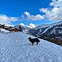 Oen participe au concours pour gagner de l'argent avec cette photo : dog, snow, mountains, sky, clouds, wooden_cabins, winter, outdoor, nature, landscape, animal, canine, scenic, hill, forest, daytime, blue_sky, rural, cold, travel