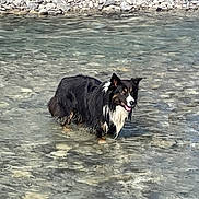Oen a rejoint le concours — aidez-le/la à gagner de superbes lots ! dog, water, river, rocks, outdoor, animal, pet, nature, shallow_water, black_and_white, happy, wet, fur, canine, summer, sunlight, tongue_out, playful, standing, daytime