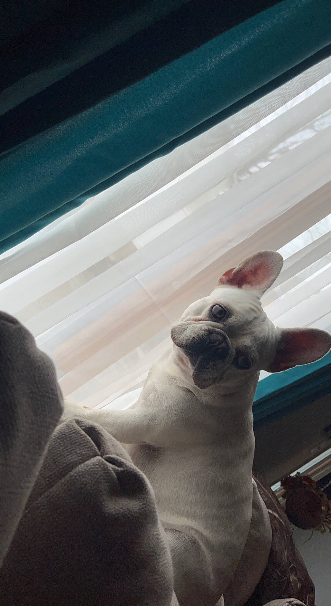 Brutus is registered to the contest to win money with this photo: canidae, carnivore, comfort, companion_dog, dog, dog_breed, fawn, felidae, foot, human_leg, non_sporting_group, snout, sporting_group, terrestrial_animal, tints_and_shades, vehicle_door, whiskers, window, windshield, working_animal