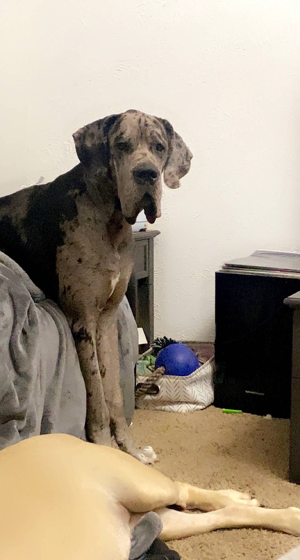 Atlas joined the competition — help win amazing prizes! art, canidae, carnivore, companion_dog, dog, dog_breed, fawn, foot, fur, great_dane, sculpture, sitting, sporting_group, terrestrial_animal, waste_container, wood, working_animal, working_dog