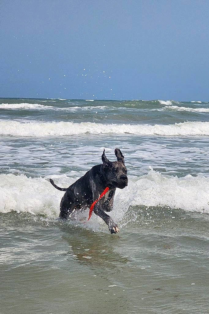 Atlas joined the competition — help win amazing prizes! beach, carnivore, collar, dog, dog_breed, fun, lake, leash, ocean, personal_protective_equipment, recreation, sky, sporting_group, sports, surface_water_sports, surfing_equipment, water, wave, wind, wind_wave