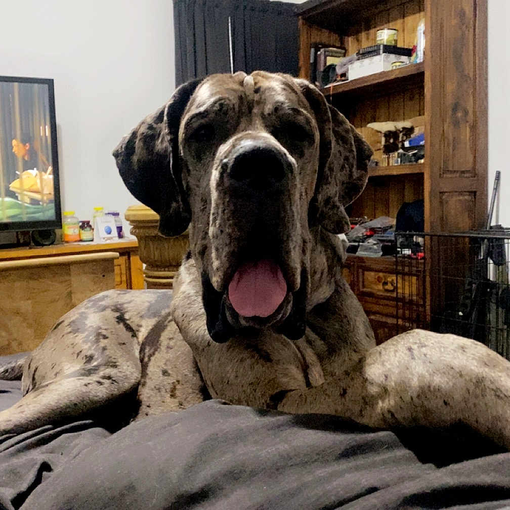 Atlas joined the competition — help win amazing prizes! art, carnivore, comfort, companion_dog, dog, dog_breed, fawn, fence, fur, great_dane, guard_dog, non_sporting_group, picture_frame, snout, sporting_group, television, terrestrial_animal, working_animal, working_dog, wrinkle