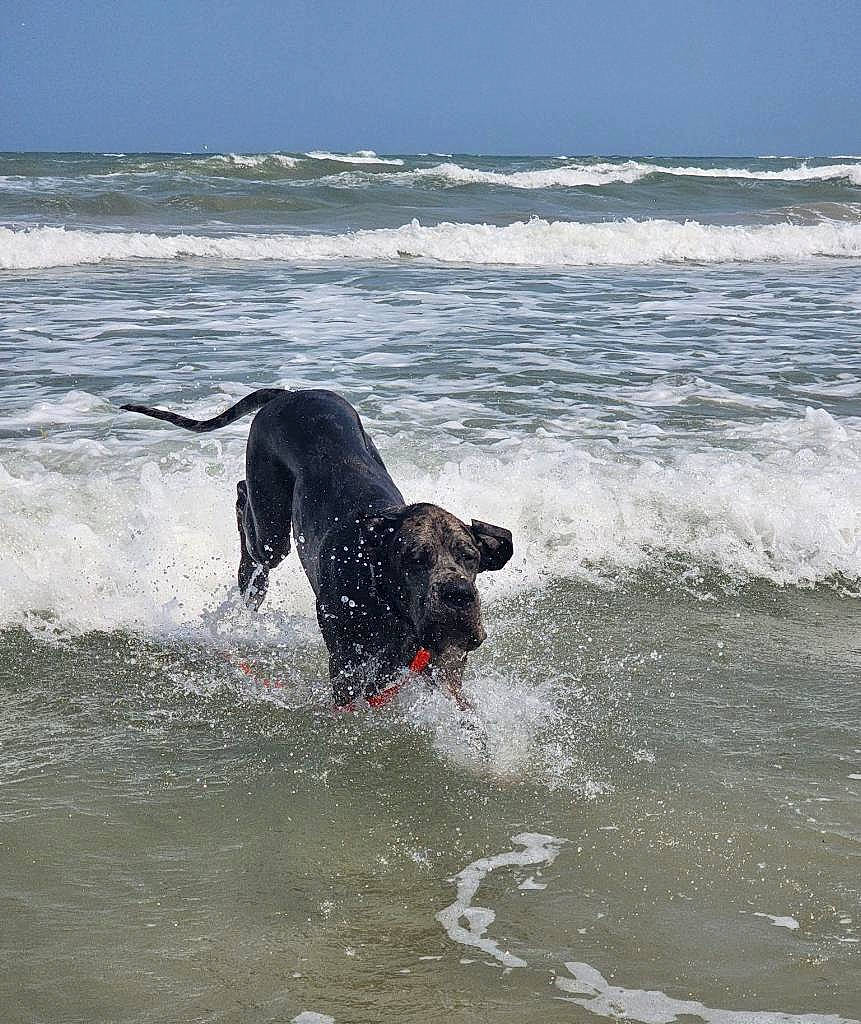 Atlas joined the competition — help win amazing prizes! beach, canidae, carnivore, collar, dog, dog_breed, lake, leash, ocean, personal_protective_equipment, recreation, skimboarding, sky, sporting_group, surface_water_sports, surfing_equipment, water, wave, wind, wind_wave