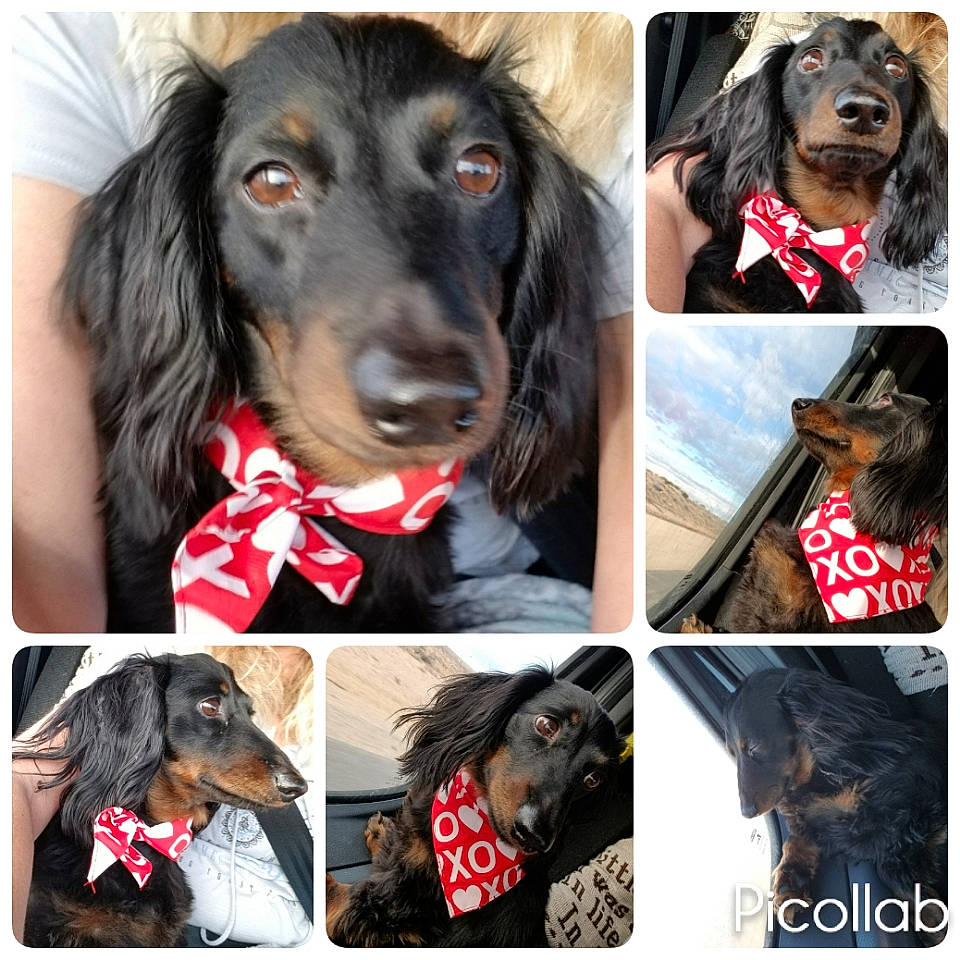 Bentley joined the competition — help win amazing prizes! beauty, black, canidae, carnivore, collar, companion_dog, dog, dog_breed, dog_collar, dog_supply, ear, fashion_accessory, fur, liver, mammal, pet_supply, snout, sporting_group, vertebrate, working_animal