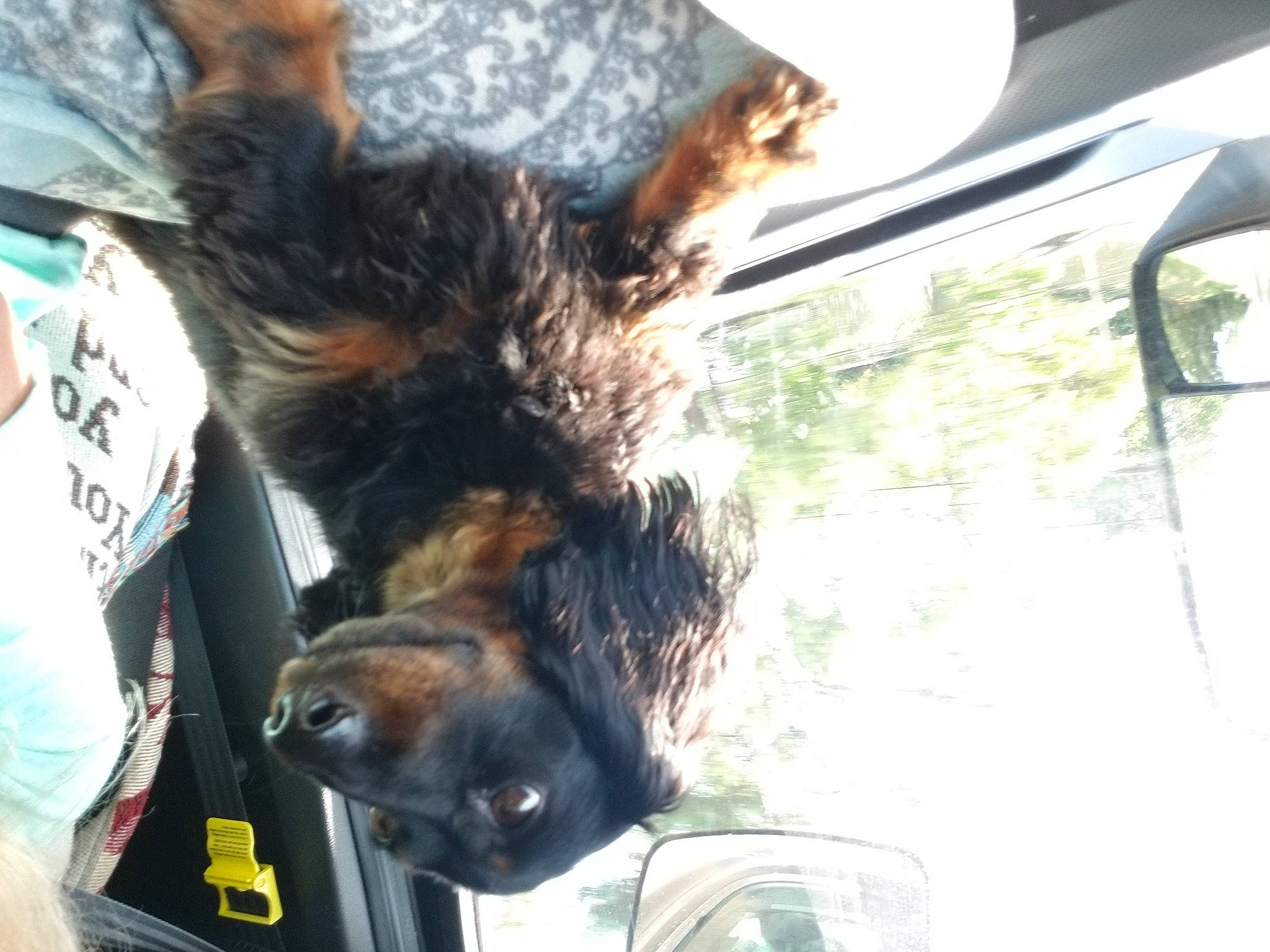 Bentley is registered to the contest to win money with this photo: automotive_window_part, bat, canidae, carnivore, claw, companion_dog, dog_breed, fur, natural_material, organism, snout, sporting_group, t_shirt, tail, terrestrial_animal, tree, vehicle_door, whiskers, window, windshield