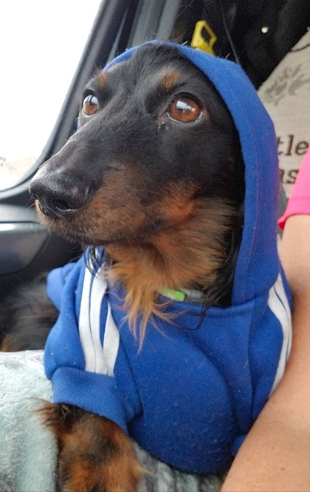 Bentley joined the competition — help win amazing prizes! canidae, carnivore, collar, companion_dog, dog, dog_breed, dog_collar, dog_supply, ear, electric_blue, fur, guard_dog, personal_protective_equipment, sitting, smile, snout, sporting_group, whiskers, working_animal, working_dog