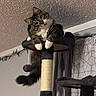 cat, tabby_cat, white_paws, cat_tree, perched, curious, indoor, household, curtains, string_lights, furniture, playful, pet, fluffy, tail, claws, resting, whiskers, ears, cozy