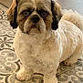 affenpinscher, animal, bulldog, canine, cockerspaniel, dog, frenchbulldog, hound, papillon, pet, poodle, pug, puppy, terrier, tile, whitedog