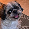 dog, pet, indoor, happy, smiling, fur, cute, animal, small_dog, carpet, patterned_rug, floor, looking_up, friendly, domestic_animal, closeup, portrait, companion, curious, cozy