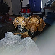Big Brown is registered to the contest to win money with this photo: animal, architecture, art, beagle, blanket, building, canine, couch, dog, furniture, homedecor, hound, indoors, livingroom, painting, person, pet, pointer, puppy, room