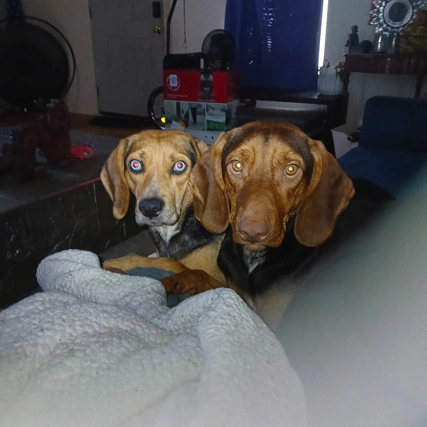 Big Brown is registered to the contest to win money with this photo: animal, architecture, art, beagle, blanket, building, canine, couch, dog, furniture, homedecor, hound, indoors, livingroom, painting, person, pet, pointer, puppy, room