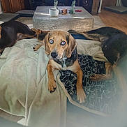Sunday is registered to the contest to win money with this photo: accessories, animal, architecture, bag, beagle, blanket, building, canine, couch, dog, furniture, handbag, homedecor, hound, indoors, linen, person, pet, puppy, wood