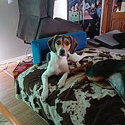 Nubz joined the competition — help win amazing prizes! animal, artwork, bed, black_and_brown, blanket, brown_and_white, companion, cozy, curious, dog, domestic, floor, furniture, indoor, pet, recliner, relaxed, resting, room, wood_floor