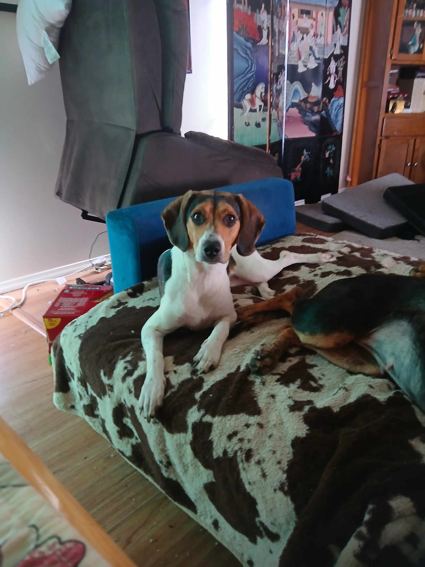 Nubz joined the competition — help win amazing prizes! animal, artwork, bed, black_and_brown, blanket, brown_and_white, companion, cozy, curious, dog, domestic, floor, furniture, indoor, pet, recliner, relaxed, resting, room, wood_floor