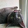 cat, gray_cat, pet, animal, whiskers, green_eyes, nose, playful, curious, indoor, windowsill, fur, closeup, lying_down, cute, mammal, domestic_animal, pink_object, relaxed, funny