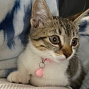 Luna Baby joined the competition — help win amazing prizes! cat, kitten, tabby, collar, bell, pet, animal, indoor, closeup, feline, fur, whiskers, ears, paw, cute, young, alert, soft, blanket, resting