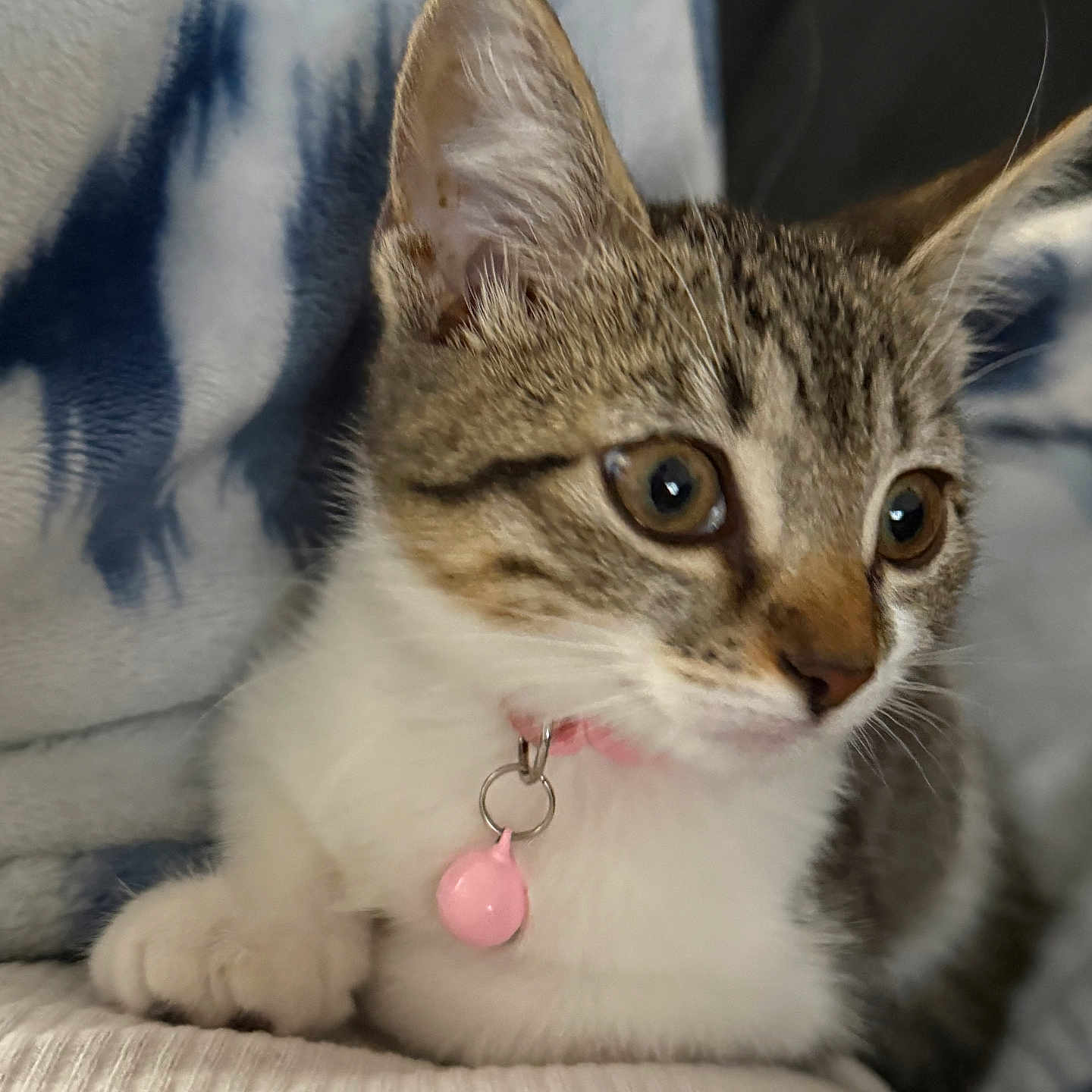 Luna Baby joined the competition — help win amazing prizes! alert, animal, bell, blanket, cat, closeup, collar, cute, ears, feline, fur, indoor, kitten, paw, pet, resting, soft, tabby, whiskers, young