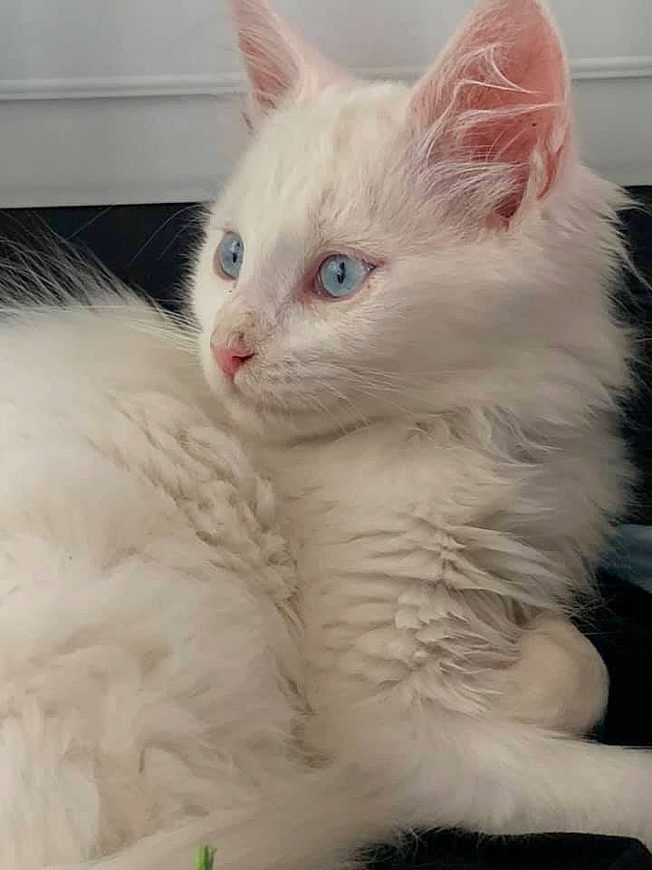 Olaf participe au concours pour gagner de l'argent avec cette photo : asian_semi_longhair, british_semi_longhair, carnivore, cat, cymric, domestic_long_haired_cat, eye, felidae, fur, khao_manee, kitten, mammal, norwegian_forest_cat, ragamuffin, ragdoll, small_to_medium_sized_cats, turkish_angora, turkish_van, vertebrate, whiskers