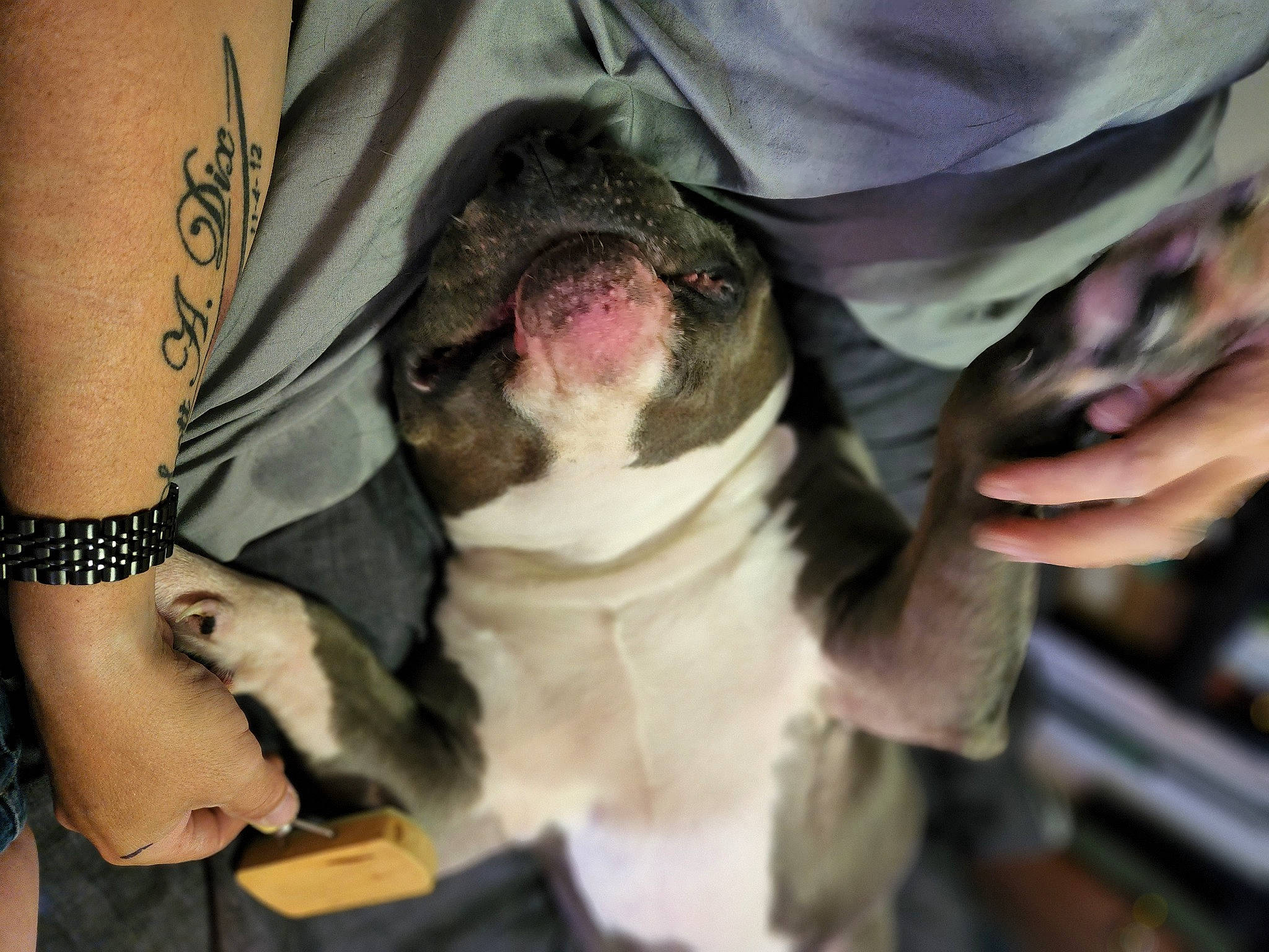 Brice joined the competition — help win amazing prizes! boston_terrier, canidae, carnivore, collar, companion_dog, dog, dog_breed, fawn, fur, guard_dog, jaw, non_sporting_group, paw, puppy_love, snout, sporting_group, temporary_tattoo, toy_dog, whiskers, working_animal