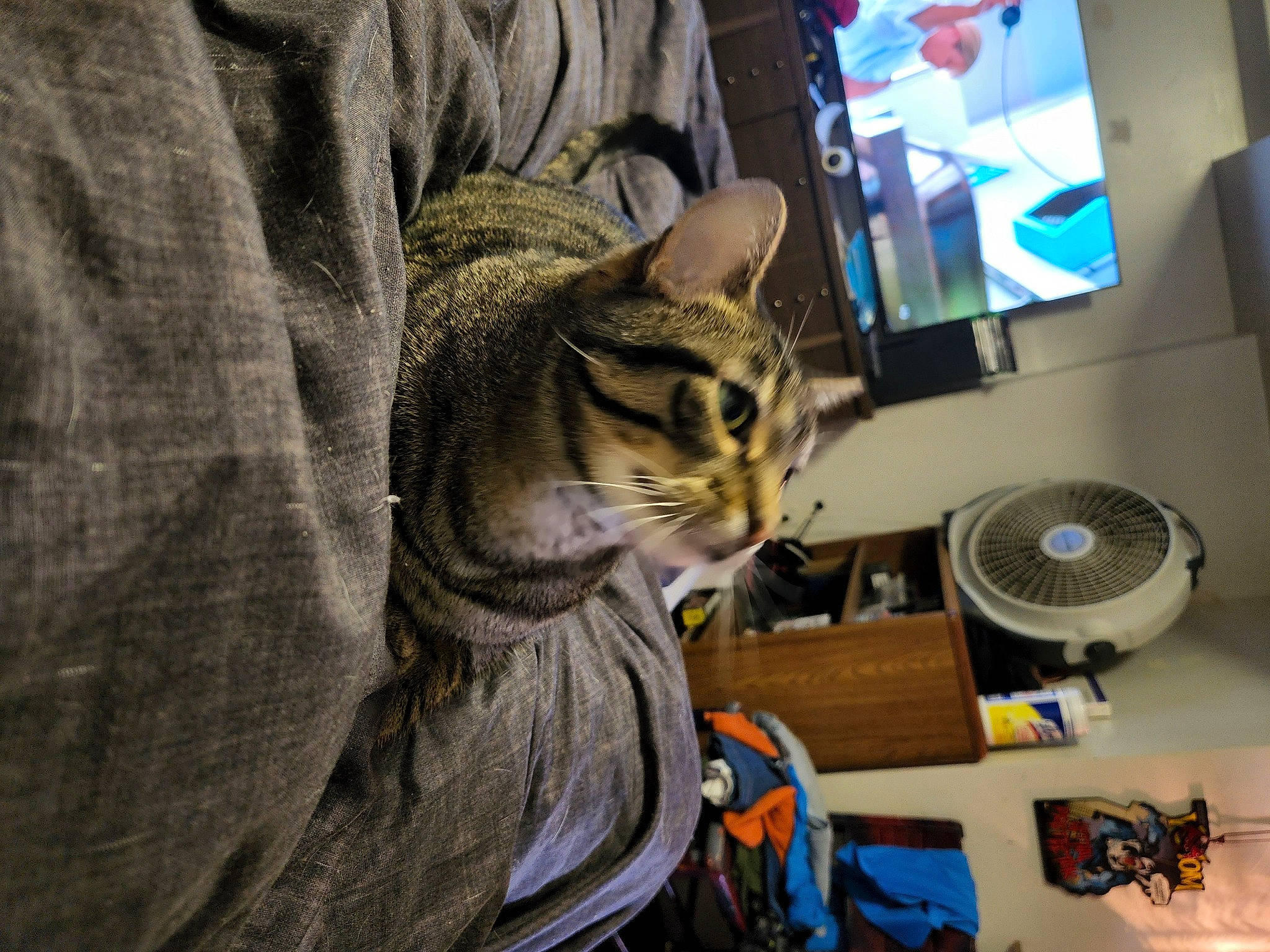 Lokie joined the competition — help win amazing prizes! audio_equipment, automotive_tire, carnivore, cat, comfort, computer_hardware, computer_monitor, domestic_short_haired_cat, felidae, fur, motor_vehicle, office_supplies, output_device, plant, small_to_medium_sized_cats, television, tree, whiskers, window, wood