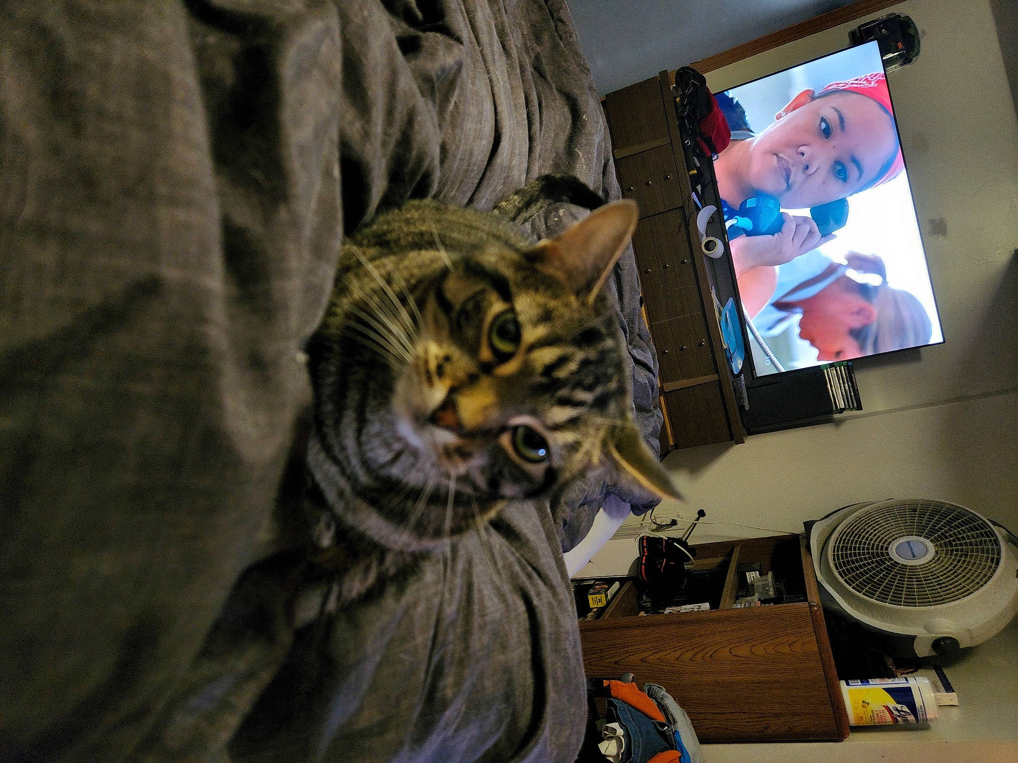 Lokie joined the competition — help win amazing prizes! audio_equipment, big_cats, carnivore, cat, comfort, computer, computer_hardware, computer_monitor, display_device, felidae, fur, gadget, home_appliance, output_device, peripheral, personal_computer, room, small_to_medium_sized_cats, television_set, whiskers