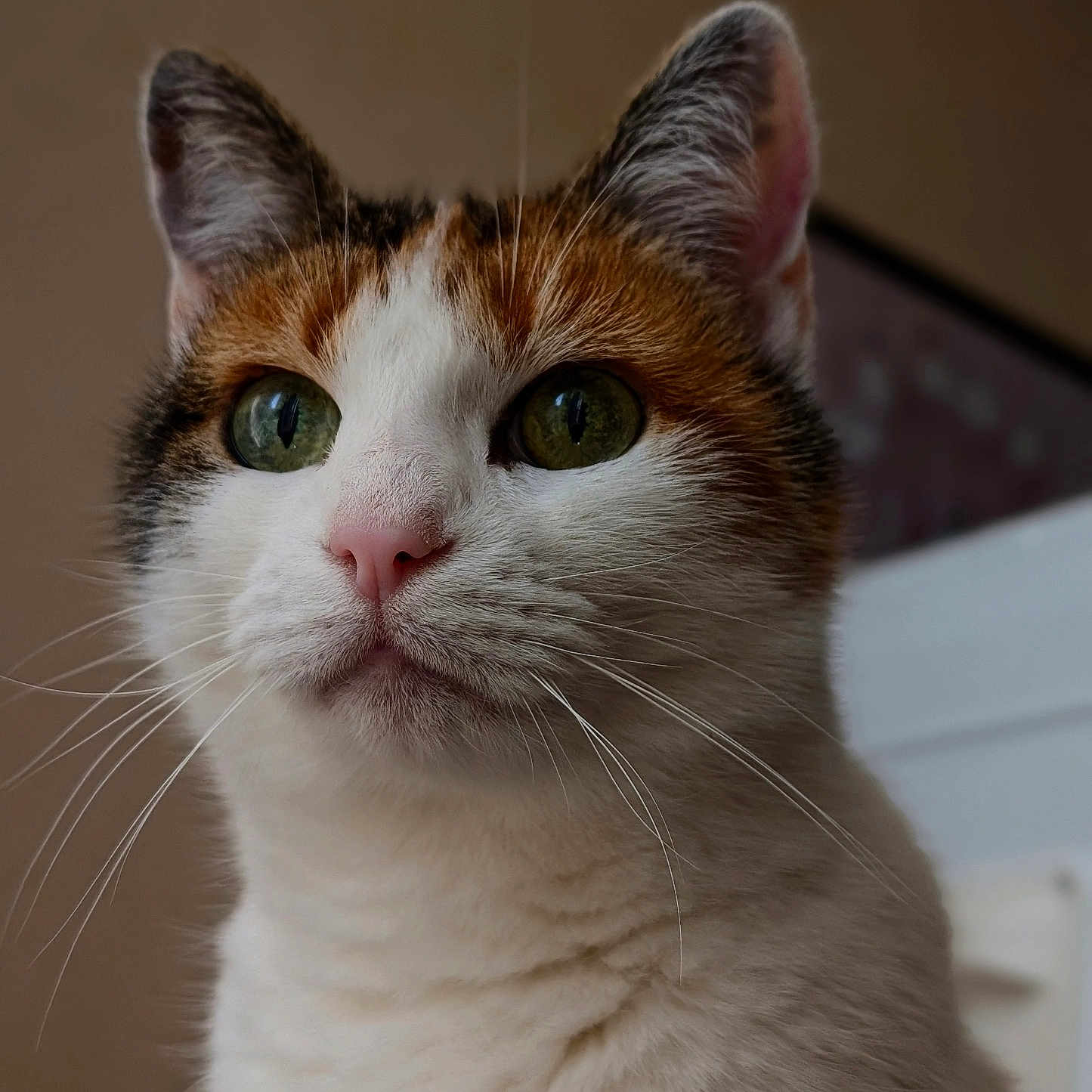 Rouxy a rejoint le concours — aidez-le/la à gagner de superbes lots ! animal, calico_cat, calm, cat, close_up, cute, detailed, domestic_cat, feline, fur, green_eyes, indoor, looking_up, mammal, pet, pink_nose, portrait, soft_light, whiskers