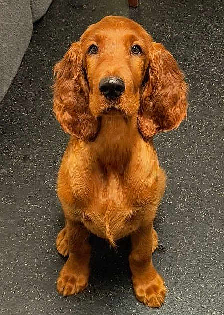 Tobias