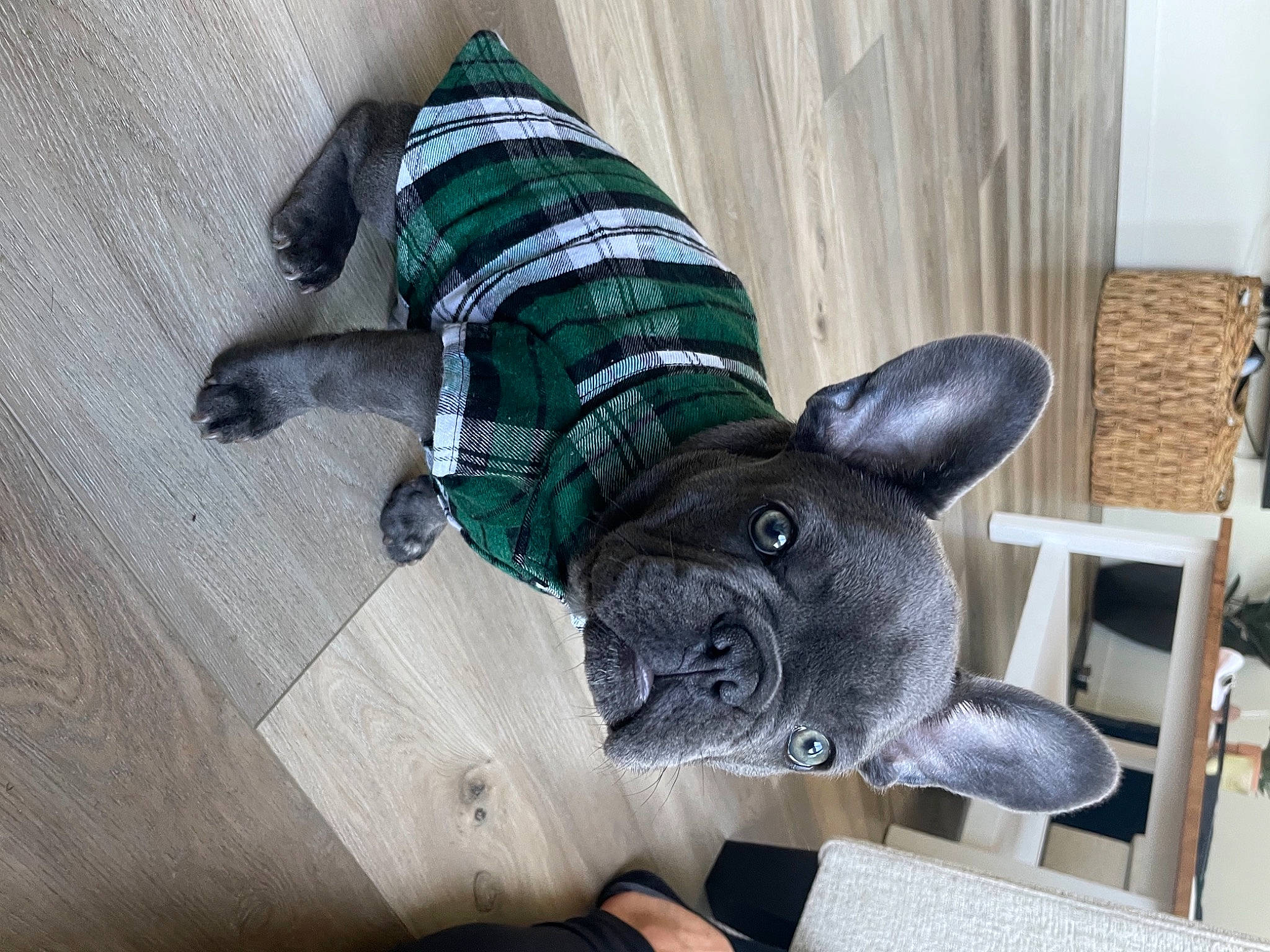 Larry joined the competition — help win amazing prizes! carnivore, collar, comfort, companion_dog, dog, dog_breed, dog_supply, ear, fawn, felidae, grey, small_to_medium_sized_cats, snout, stuffed_toy, tail, toy, toy_dog, whiskers, wood, working_animal