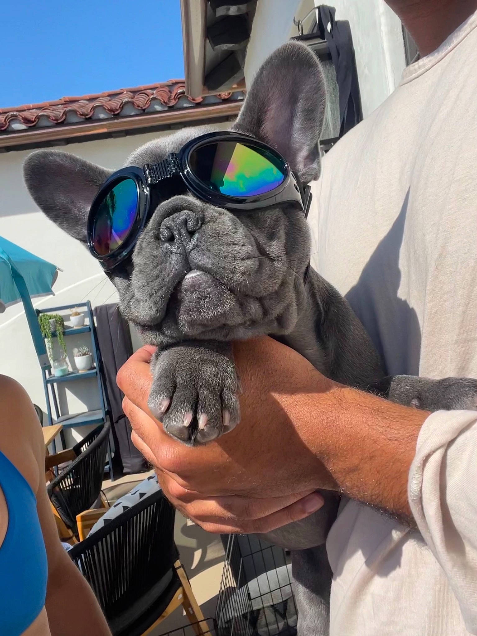 Larry joined the competition — help win amazing prizes! auto_part, boston_terrier, canidae, carnivore, collar, comfort, companion_dog, dog, dog_breed, dog_collar, eyewear, fawn, fur, personal_protective_equipment, selfie, snout, sporting_group, toy_dog, window, working_animal