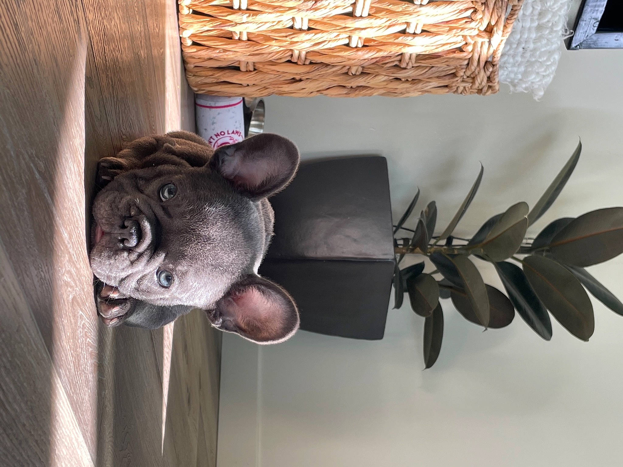 Larry joined the competition — help win amazing prizes! art, carnivore, ceiling, dog, dog_breed, door_handle, fashion_accessory, fur, grey, guard_dog, hardwood, hat, metal, room, shelf, twig, vehicle_door, vertebrate, wood, working_animal