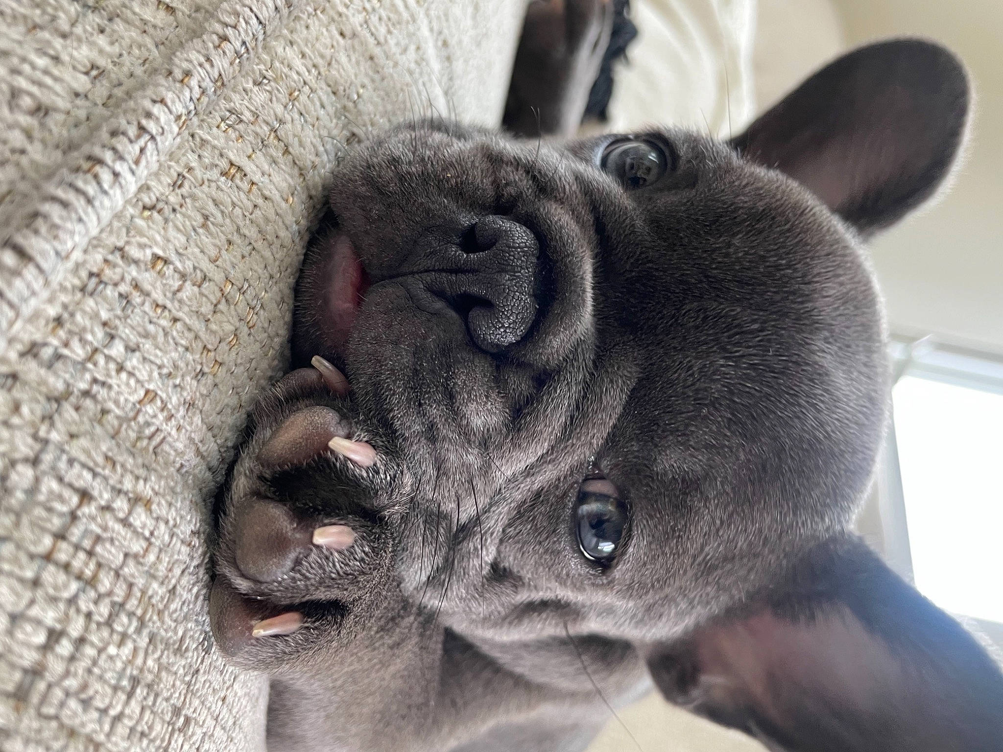 Larry is registered to the contest to win money with this photo: canidae, carnivore, close_up, comfort, companion_dog, dog, dog_breed, ear, eye, fawn, felidae, grey, pug, snout, sporting_group, terrestrial_animal, toy_dog, whiskers, working_animal, wrinkle