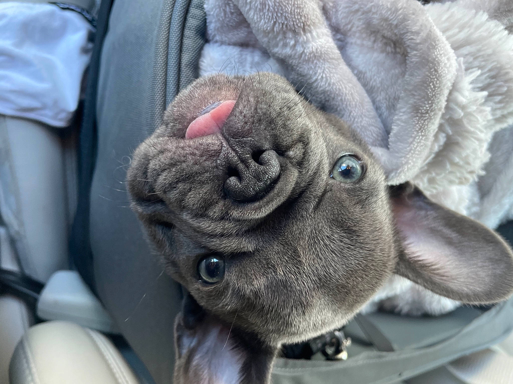 Larry joined the competition — help win amazing prizes! auto_part, ear, electric_blue, eye, family_car, fawn, flower, flowering_plant, fur, grey, human_body, motor_vehicle, petal, plant, rose_family, stuffed_toy, terrestrial_animal, wool, working_animal, wrinkle