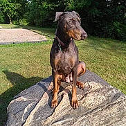 Mia is registered to the contest to win money with this photo: alert, animal, canine, collar, daylight, doberman, dog, grass, greenery, nature, outdoor, park, pet, portrait, rock, shadow, sitting, sunlight, tree, watchful