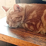 Van Helsing joined the competition — help win amazing prizes! cat, orange_tabby, sleeping, wooden_table, indoor, pet, fur, peaceful, resting, closeup, cozy, feline, animal, domestic_cat, whiskers, ears, nap, quiet, home, sunlight