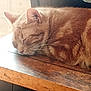 cat, orange_tabby, sleeping, wooden_table, indoor, pet, fur, peaceful, resting, closeup, cozy, feline, animal, domestic_cat, whiskers, ears, nap, quiet, home, sunlight